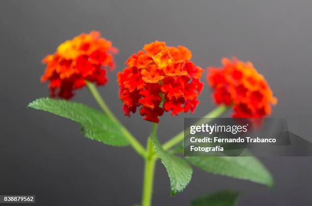 three small flowers - bouquet garni stock pictures, royalty-free photos & images