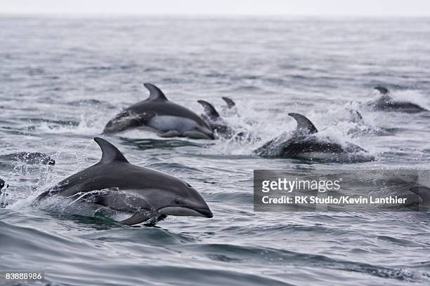a group of dolphins jumping through ocean waves - grupo mediano de animales fotografías e imágenes de stock