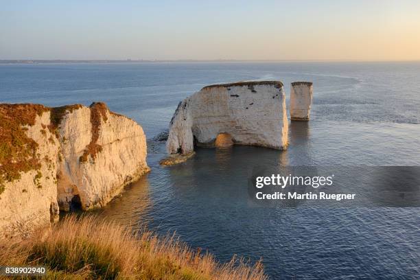 old harry rocks, chalk cliffs and sea stacks, sunrise. - スタッドランド湾 ストックフォトと画像