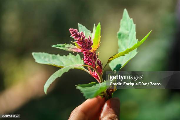 chenopodium album plant in summer sunshine - einjährig pflanzeneigenschaft stock-fotos und bilder