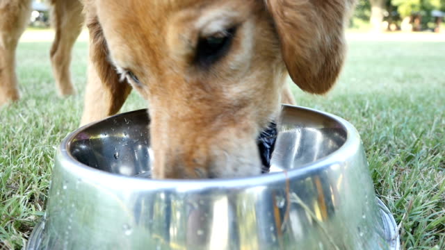 606 Dog Drinking Water Videos and HD Footage - Getty Images