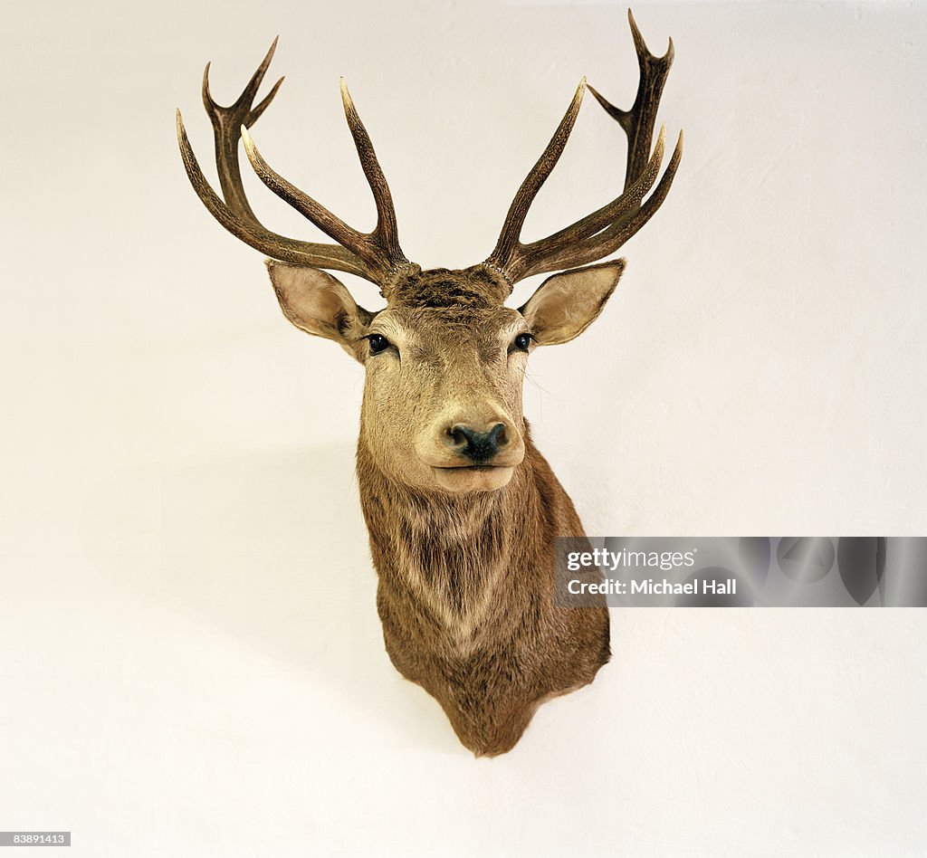 Stuffed stag on blank wall