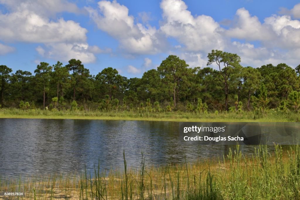 Wetland area in a tropical climate