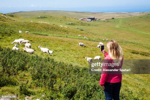 young woman with blonde hair taking picture with smart phone of sheep wales, uk - pink sheep stock pictures, royalty-free photos & images