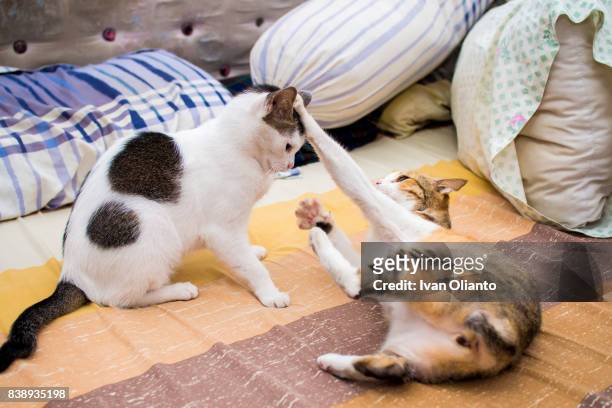 two cat fighting on bed - cats fighting stock pictures, royalty-free photos & images