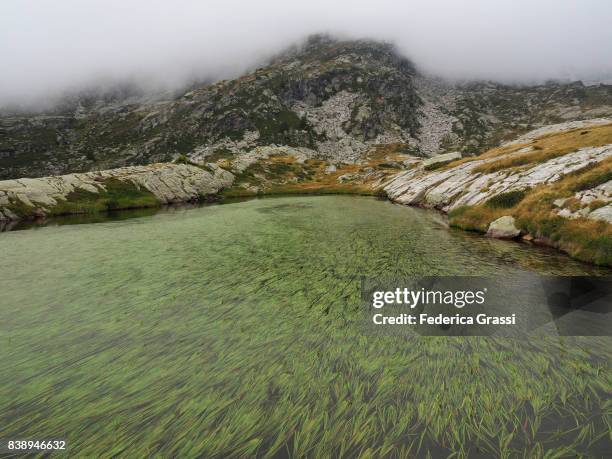 green water plants in alpine lake, bognanco valley - gloomy swamp stock pictures, royalty-free photos & images
