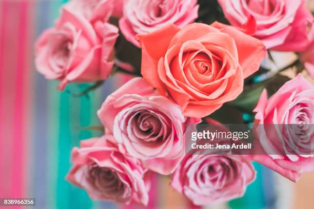 individuality concept pink roses in a vase - jena rose stock-fotos und bilder