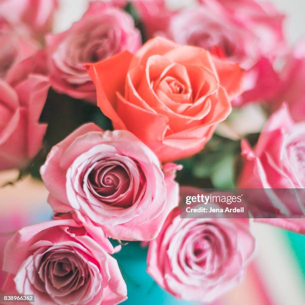 pink roses - jena rose stock-fotos und bilder