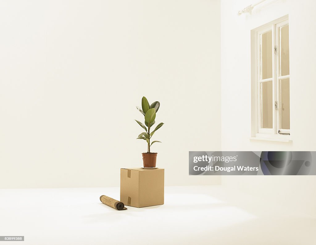 Plant in middle of empty room.