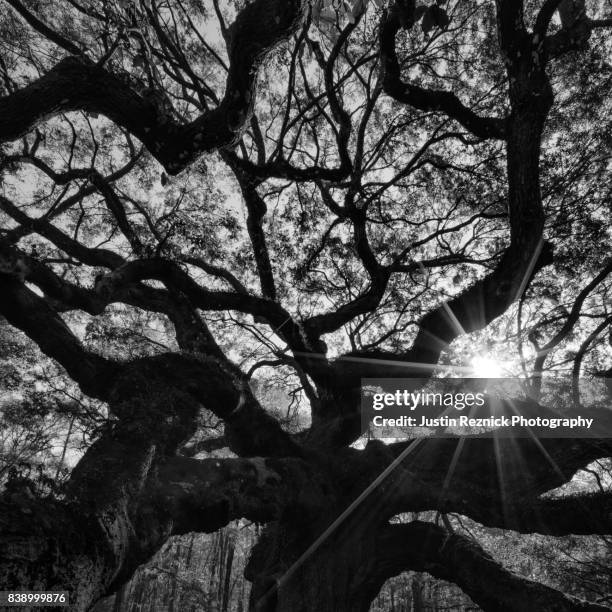 angel oak sunstar - sea islands stock pictures, royalty-free photos & images