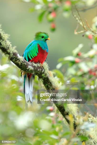 resplendent quetzal - quetzal stock pictures, royalty-free photos & images