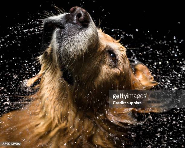 bath dog golden retriever - animal body part stock pictures, royalty-free photos & images