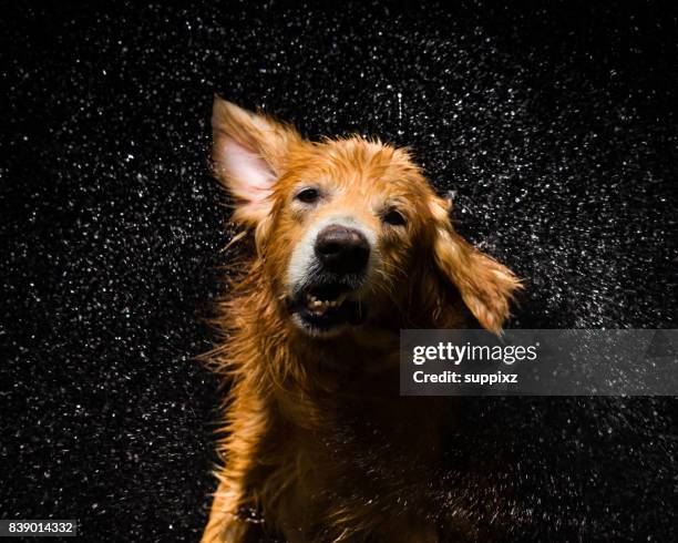 bad hund golden retriever - zeitlupe stock-fotos und bilder