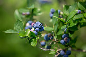Blueberry Fruit on the Bush