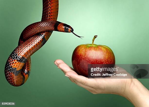 female had holding apple with snake - veleiding stockfoto's en -beelden