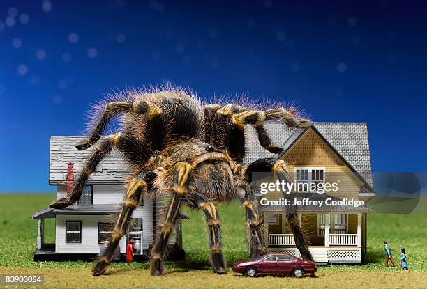 tarantula climbing over toy houses - grammostola aureostriata stock pictures, royalty-free photos & images