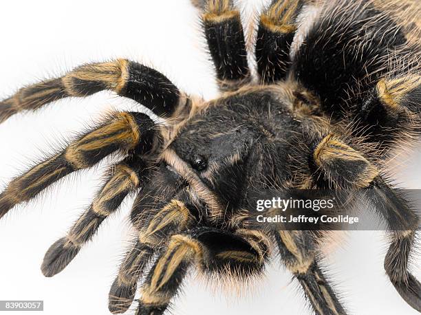 tarantula closeup - chaco golden knee tarantula stock pictures, royalty-free photos & images