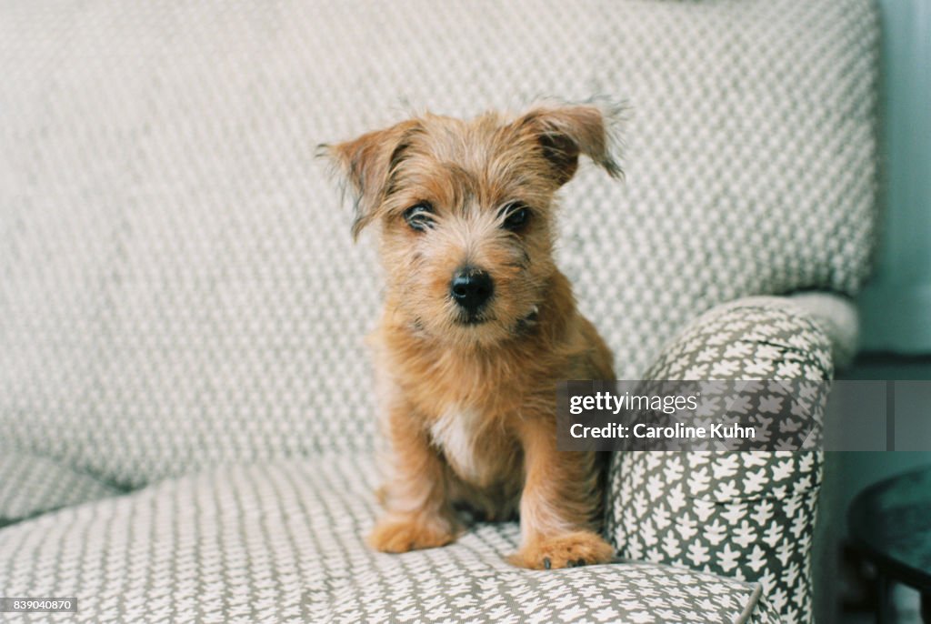 Norfolk Terrier Puppy