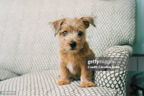 norfolk terrier puppy - norfolk terrier stock pictures, royalty-free photos & images