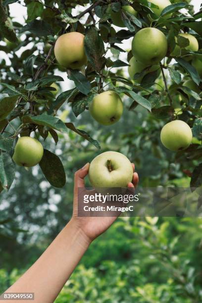 young woman hand holding green apples - manzana verde fotografías e imágenes de stock
