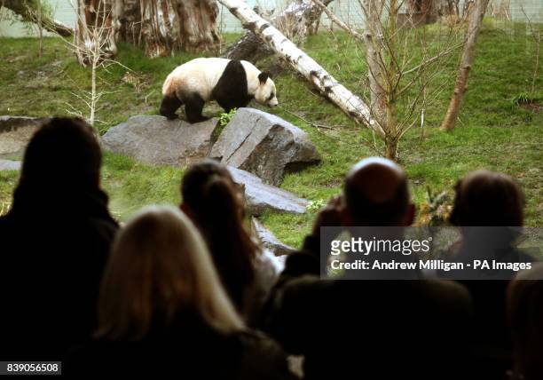 263 Panda Yang Guang Photos and Premium High Res Pictures - Getty Images