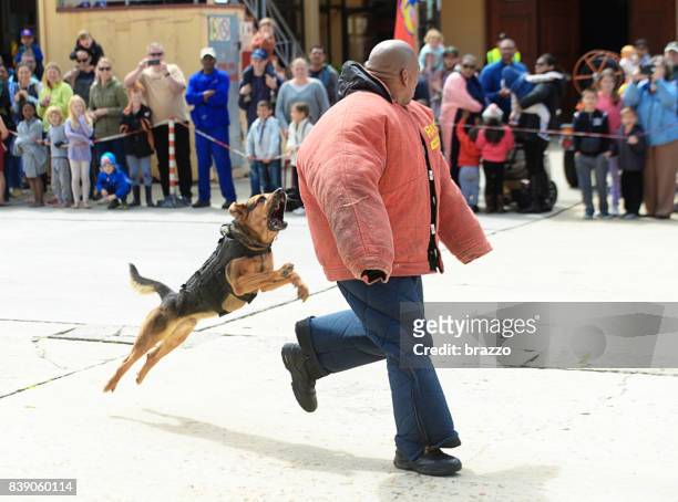 police dog unit training - animals attacking stock pictures, royalty-free photos & images