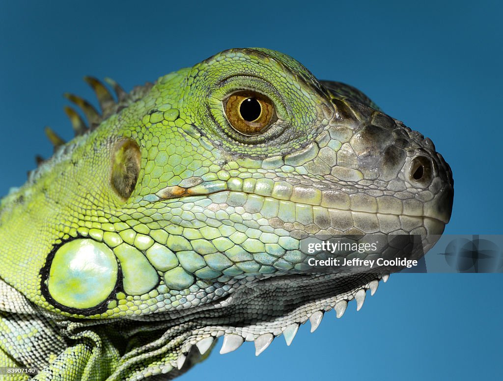 Iguana Head