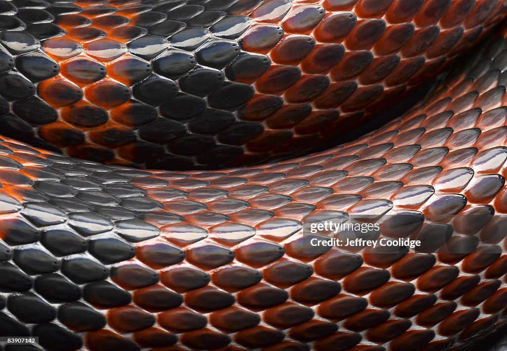 Closeup of snakeskin