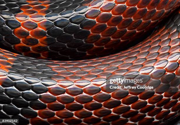 closeup of snakeskin - snake skin stock pictures, royalty-free photos & images