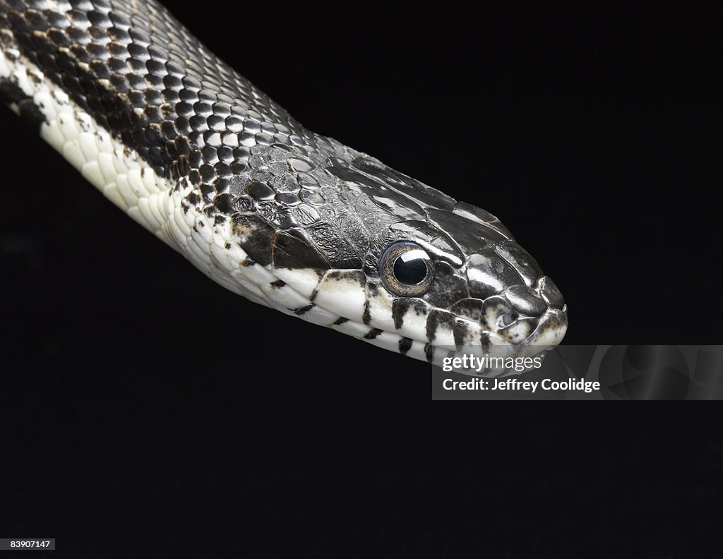 Closeup of snake head