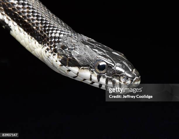 closeup of snake head - black rat snake stock pictures, royalty-free photos & images