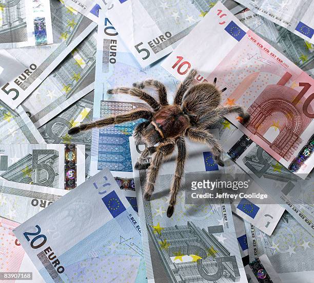 tarantula crawling on euros - theraphosa blondi stock pictures, royalty-free photos & images