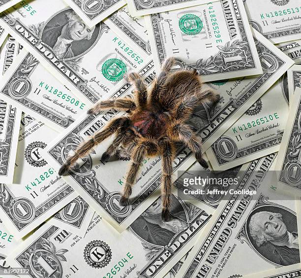 tarantula crawling on us currency - theraphosa blondi stock pictures, royalty-free photos & images
