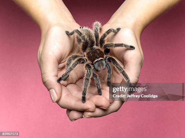 woman holding tarantula - tarantula stockfoto's en -beelden