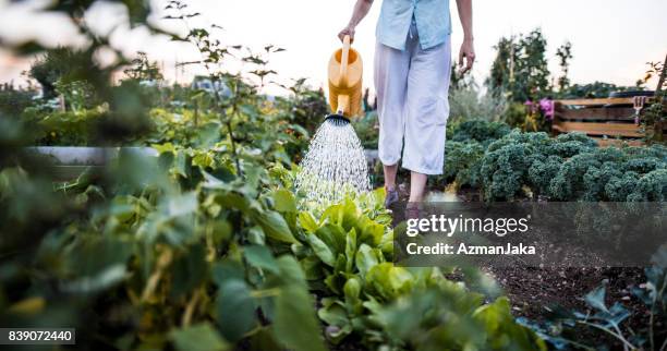 gießen pflanzen im garten - blumenbeet stock-fotos und bilder