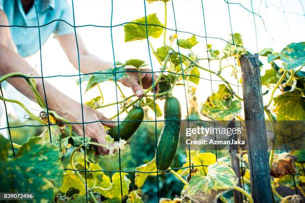 女人收穫蔬菜 - marrow squash 個照片及圖片檔