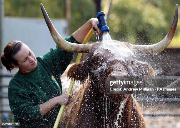 Maisie, a seven-year-old Highland Cow is washed down by live stock apprentice Melissa Sinclair ahead of the International Highland Cattle Show being...