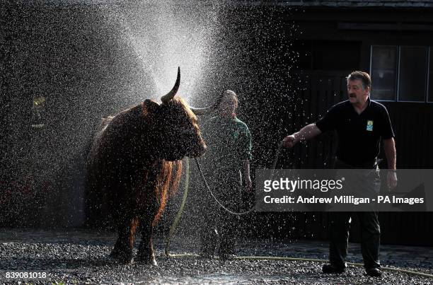 Maisie, a seven-year-old Highland Cow is washed down by live stock apprentice Melissa Sinclair and Stockman Matt Auld ahead of the International...