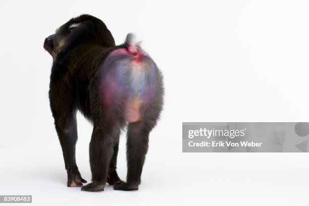 mandrill standing with rear to camera on white bkg - mandrill stock pictures, royalty-free photos & images