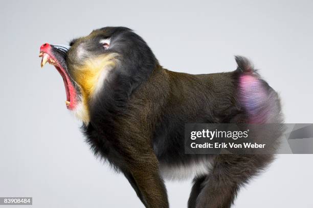 mandrill w/ barring fangs in profile on white bkg - roaring - fotografias e filmes do acervo