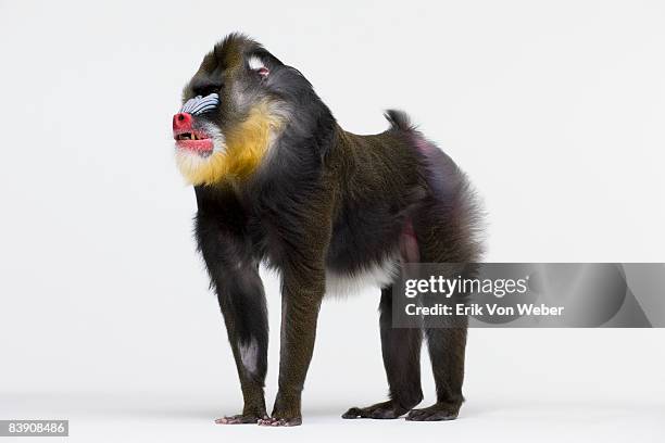 mandrill standing on all fours on a white bkg - mandrillo foto e immagini stock