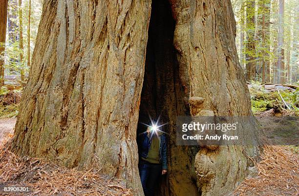 woman's camera flash inside giant tree - giant camera stock pictures, royalty-free photos & images
