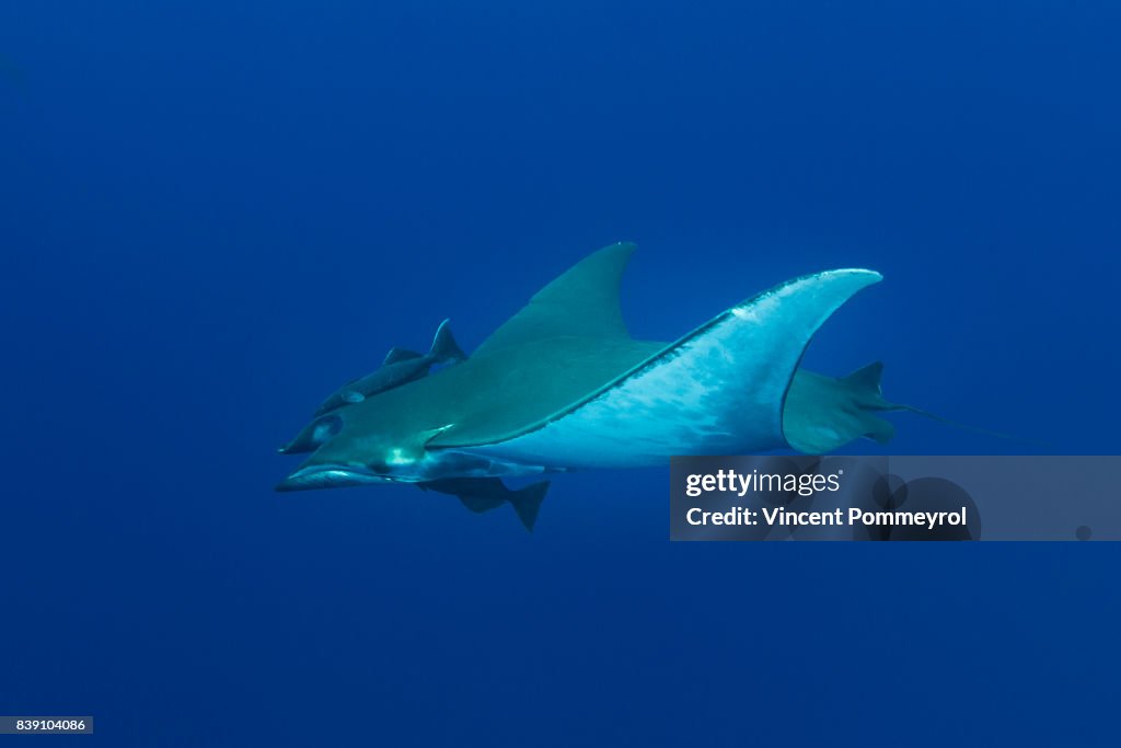 Ray Mobula (Mobula mobular)