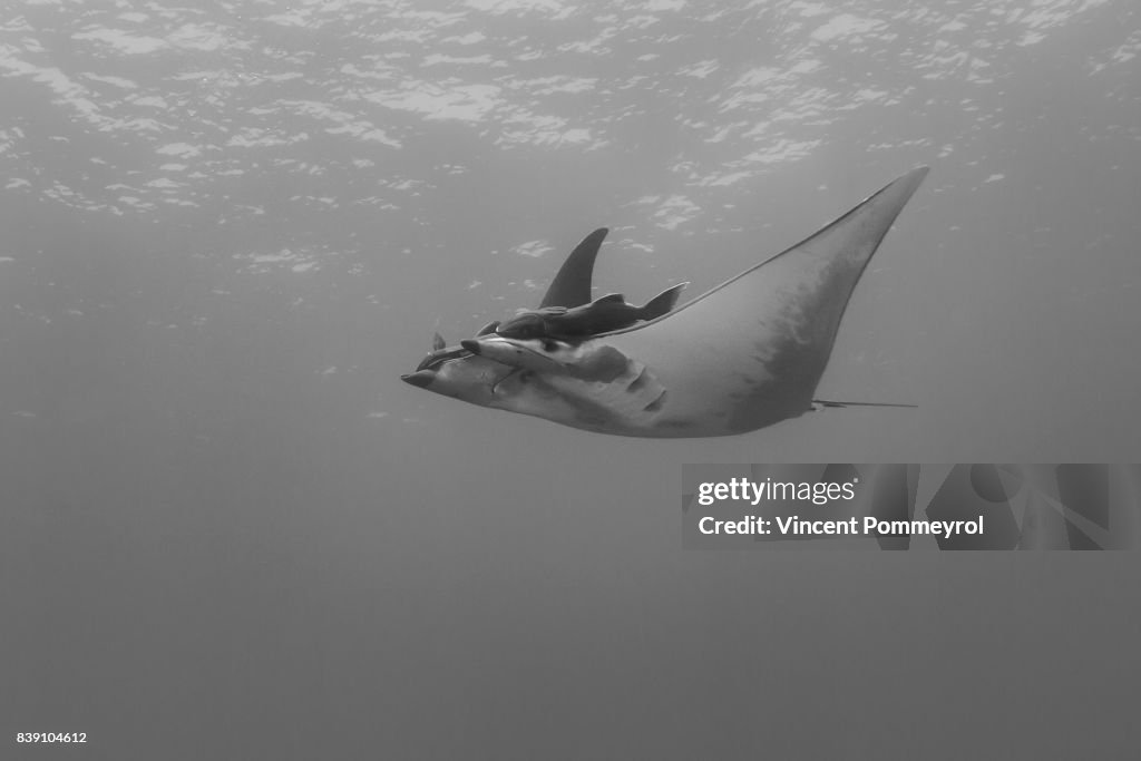 Ray Mobula (Mobula mobular)