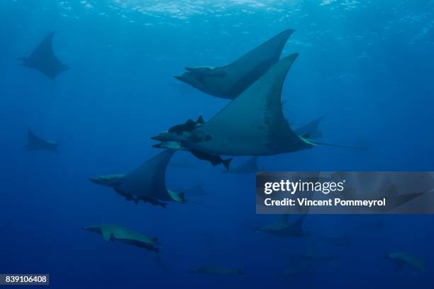 Ray Mobula , Stock-Foto