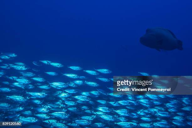 humphead wrasse fish (cheilinus undulatus) - humphead wrasse stockfoto's en -beelden