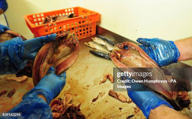 Kippers are prepared before being placed in the smoke room at the world famous Crasters kippers factory L.Robson and Sons Ltd in Northumberland.