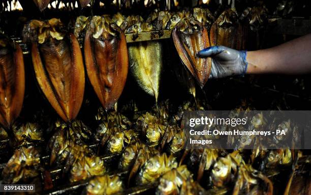 Kippers after they have been removed from the smoke room at the world famous Crasters kippers factory L.Robson and Sons Ltd in Northumberland.