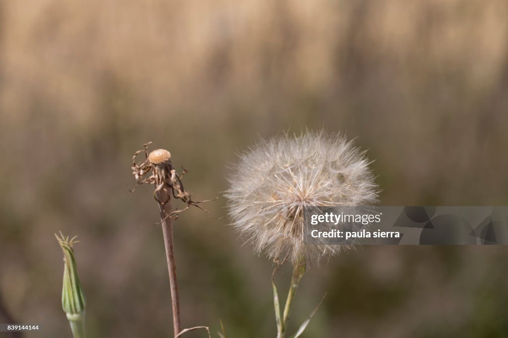 Dandelion