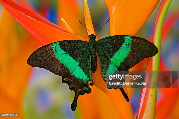 papilio palinurus banded peacock butterfly - emerald swallowtail stockfoto's en -beelden